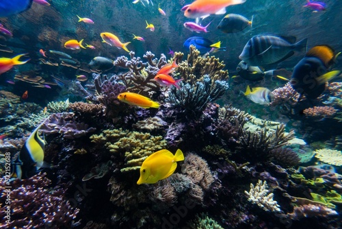 Photography Singapore sentosa aquarium