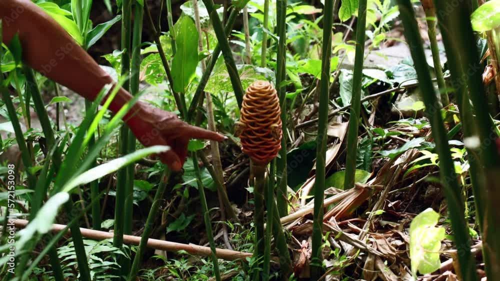 Mahe Seychlelles Mr. Marengo explaining the beehive ginger flowers inside his flower exotic garden Mahe Seychlelles Mr. Marengo explaining the beehive ginger flowers inside his flower exotic garden