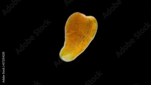 Acoela worm under a microscope, type Xenacoelomorpha, possibly family Convolutidae. They have a symbiosis with algae. White sea photo