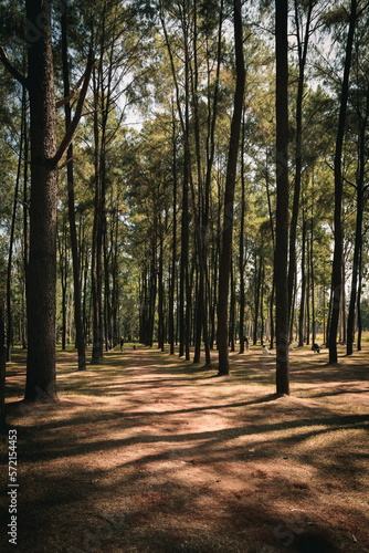 Pine woods © Supavich