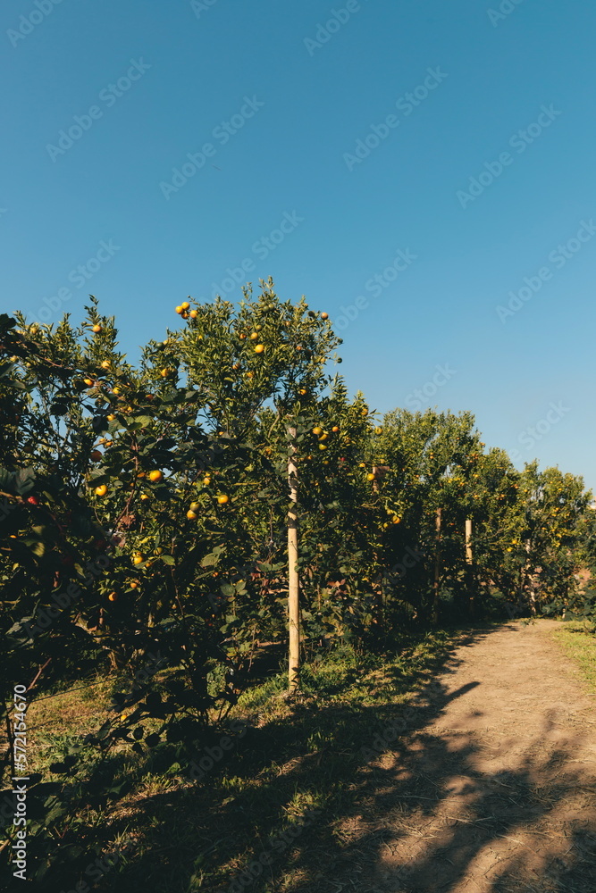 Obraz premium Orange garden