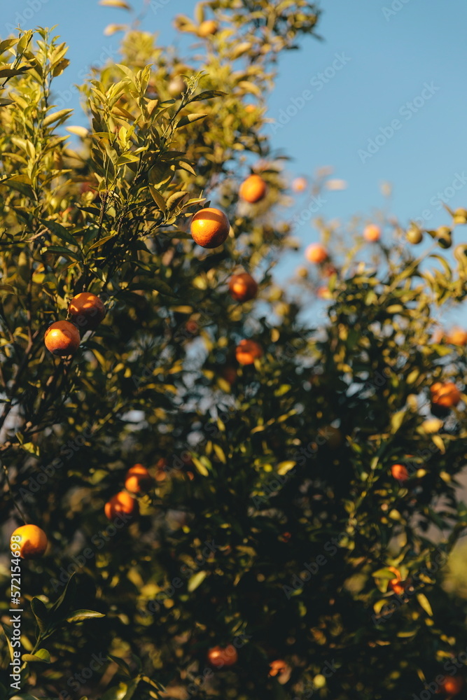 orange tree with sky