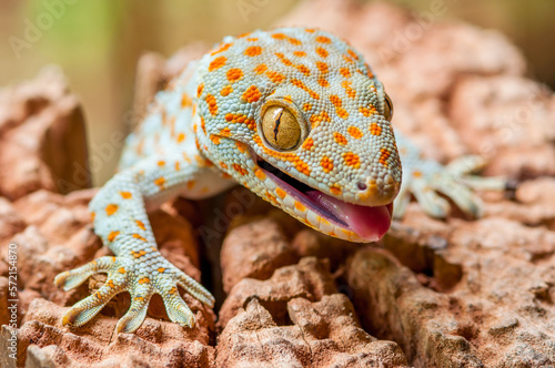 Closeup of a Tokay Gecko (Gecko gecko).