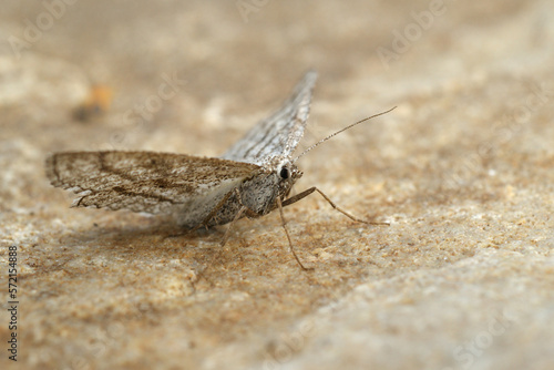 Low angle closeup on the European Grass wave geometer moth, Perconia strigillaria with spread wings © Henk