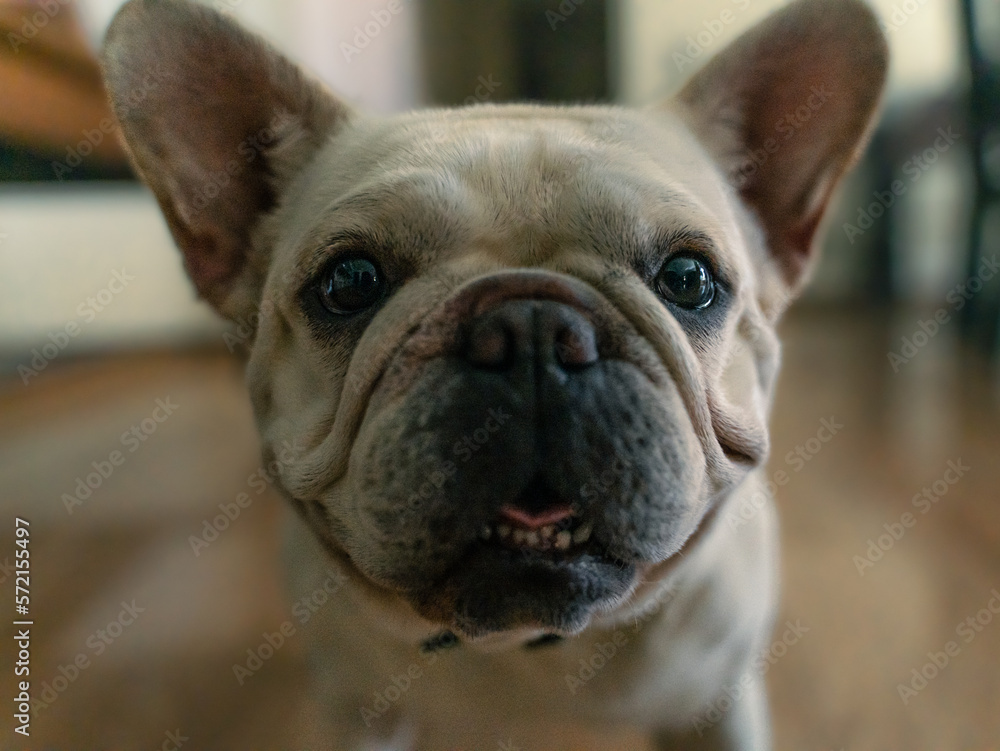 French Bulldog inside a house looking at the camera