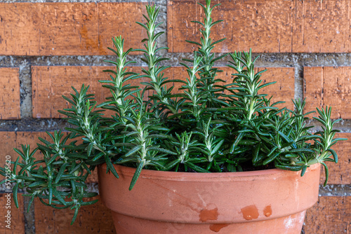 Rosmarinus officinalis. Salvia. Rosemary, potted plant. photo