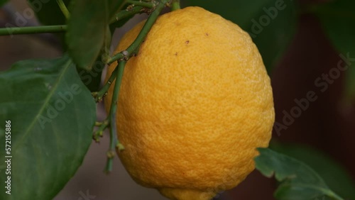 Panning up on ripe citrus fruit growing on a tree photo