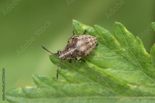 Closeup on the nymph , instar of a bronw scentless plant bug, Stictopleurus punctatonervosus on a green leaf