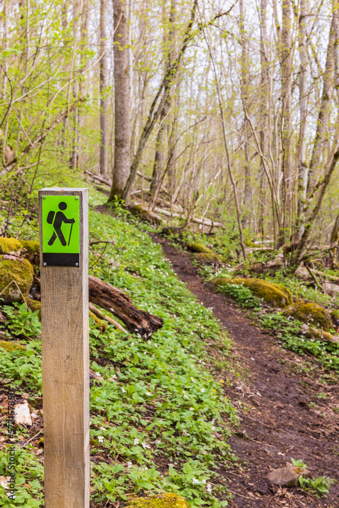 Nature path in a forest at springtime Nature path in a forest at springtime