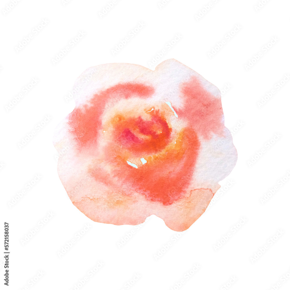 Isolated watercolor orange rose
