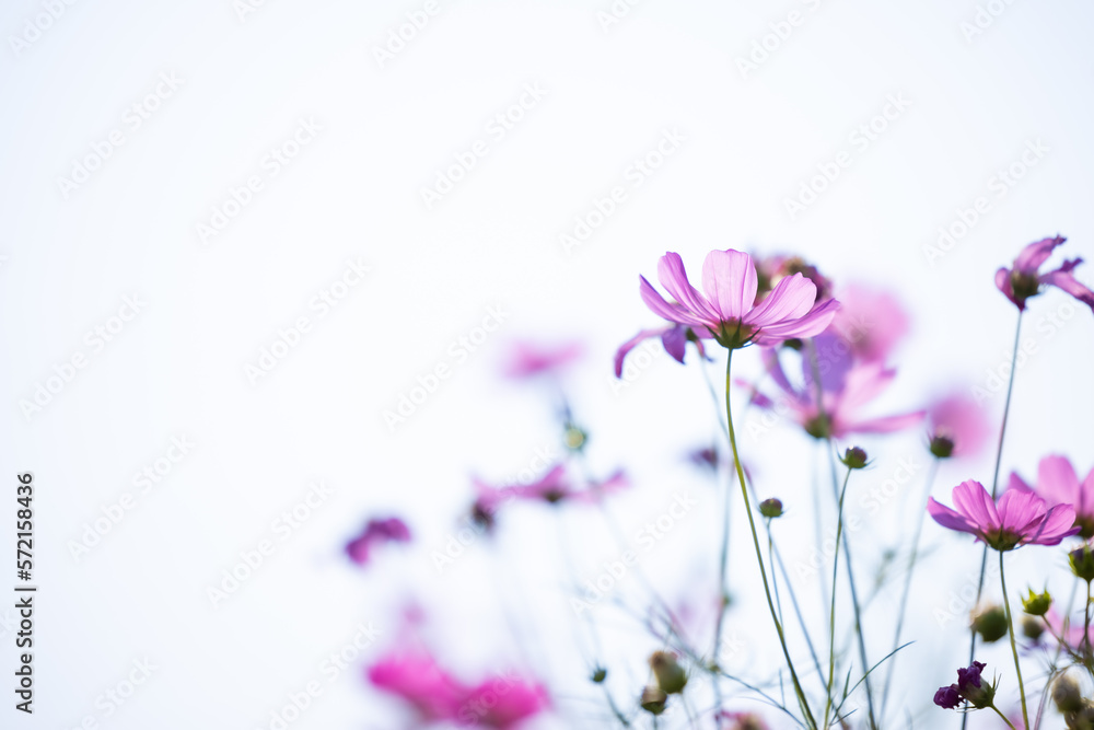 Close up,cosmos flowers in the meadow isolated on white background. Cosmos flowers with green stem are blooming. Beautiful colorful cosmos blooming in the field. copy space, space for text.
