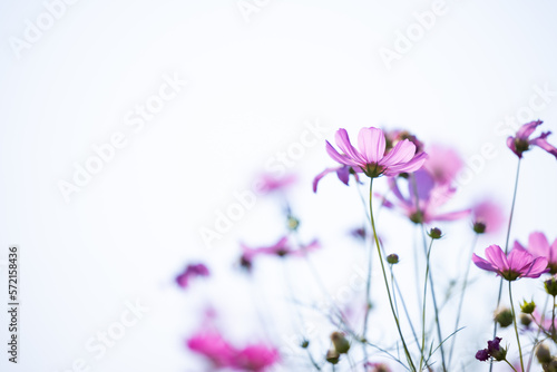 Close up cosmos flowers in the meadow isolated on white background. Cosmos flowers with green stem are blooming. Beautiful colorful cosmos blooming in the field. copy space  space for text.
