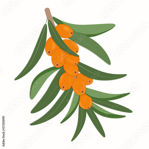 sea buckthorn on a branch with leaves vector illustration