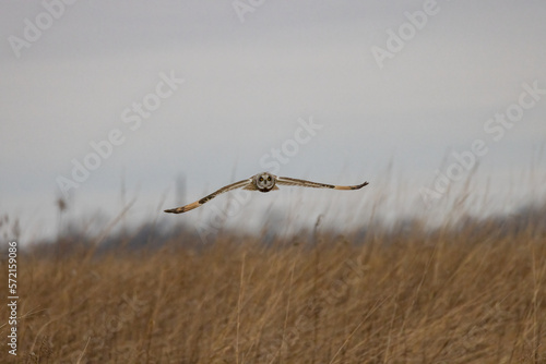 A Short Eared Owl flies in the hours before dusk and at dusk in search of field mice, sometimes called Voles in Central Ohio in Winter months.