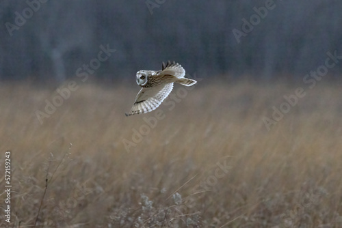 A Short Eared Owl flies in the hours before dusk and at dusk in search of field mice, sometimes called Voles in Central Ohio in Winter months. © styxclick