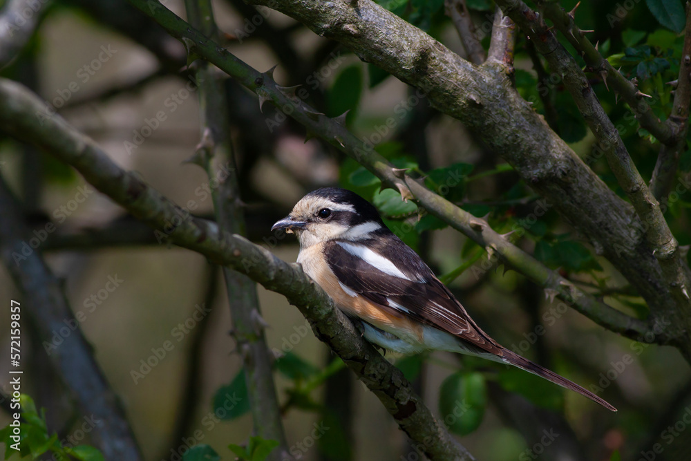 Fototapeta premium bird looking around in woodland, Masked Shrike, Lanius nubicus