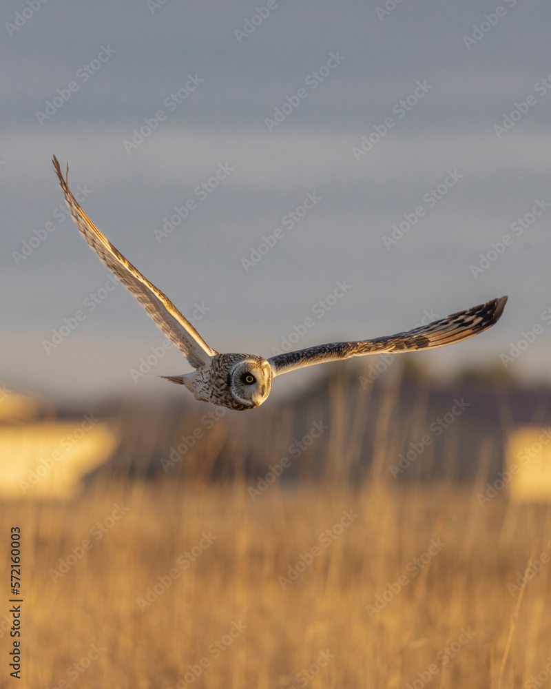 A Short Eared Owl flies in the hours before dusk and at dusk in search of field mice, sometimes called Voles in Central Ohio in Winter months. A Short Eared Owl flies in the hours before dusk and at dusk in search of field mice, sometimes called Voles in Central Ohio in Winter months.