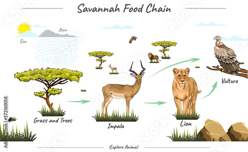 simple food chain in savannah illustration