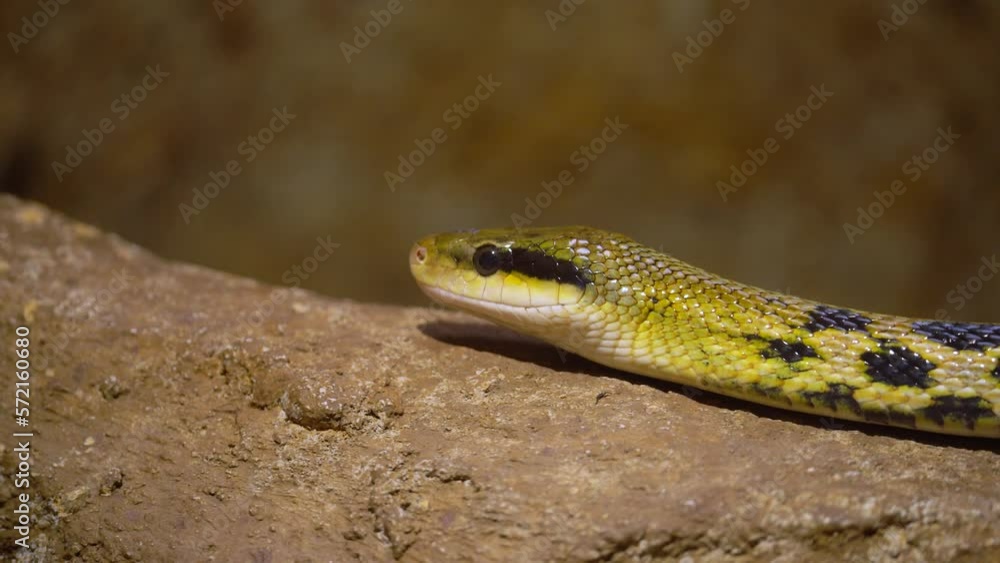 Close Up Shot of Beauty Ratsnake (Elaphe taeniura) Crawling on Rocks Close Up Shot of Beauty Ratsnake (Elaphe taeniura) Crawling on Rocks
