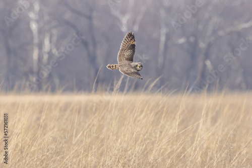 A Short Eared Owl flies in the hours before dusk and at dusk in search of field mice, sometimes called Voles in Central Ohio in Winter months.