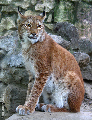 Eurasian lynx (Lynx lynx) portrait