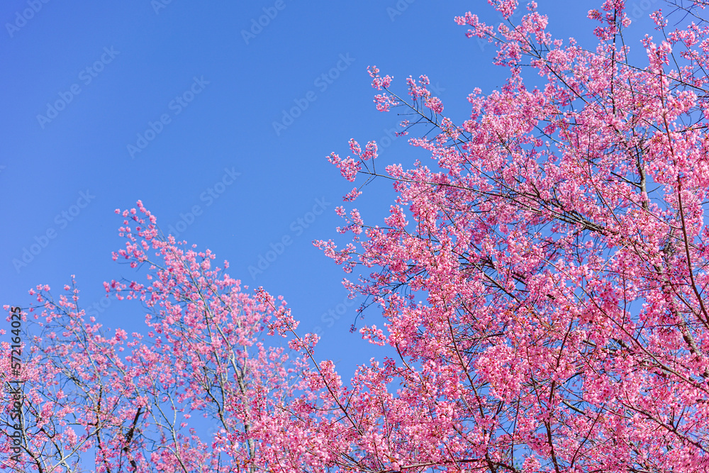 pink sakura flowers or wild himalayan cherry blossom tree across blue sky