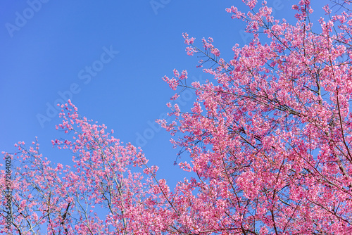 pink sakura flowers or wild himalayan cherry blossom tree across blue sky