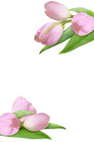 Set of pink tulip flowers and green leaves isolated on white or transparent background