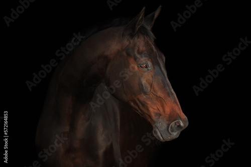 Horse portrait black background © Дарья Ералева