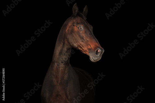 Horse portrait black background