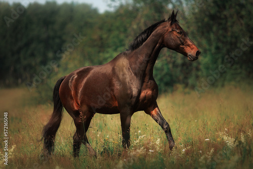 Obraz na plátně Bay horse gallop