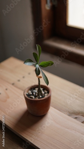 potted plants on a wooden table in the house.