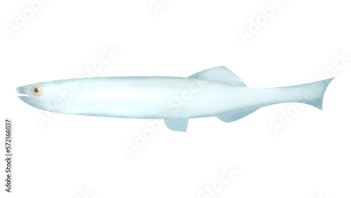 Schilderij op canvas シラスの水彩風イラスト
White bait. Watercolor style illustration.