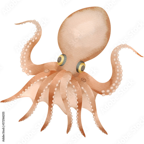 イイダコの水彩風イラスト
Ocellated octopus. Watercolor style illustration.