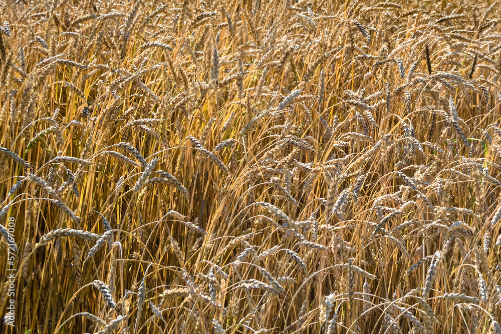 Photography on theme big wheat farm field for organic harvest Photography on theme big wheat farm field for organic harvest