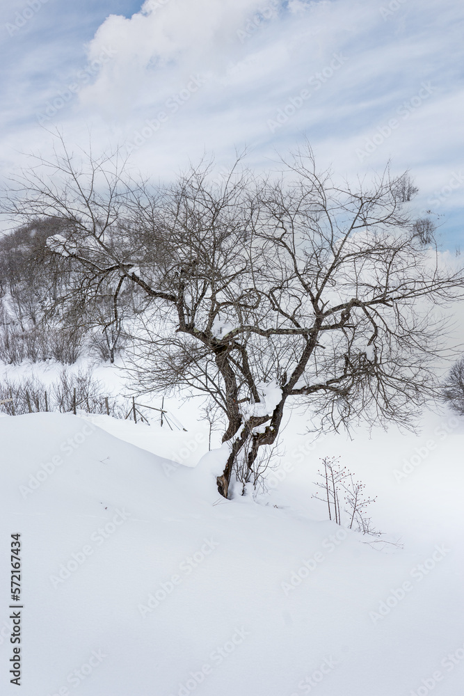A Lonely Tree in The Snow. Giresun Highlands, Black Sea - Turkey