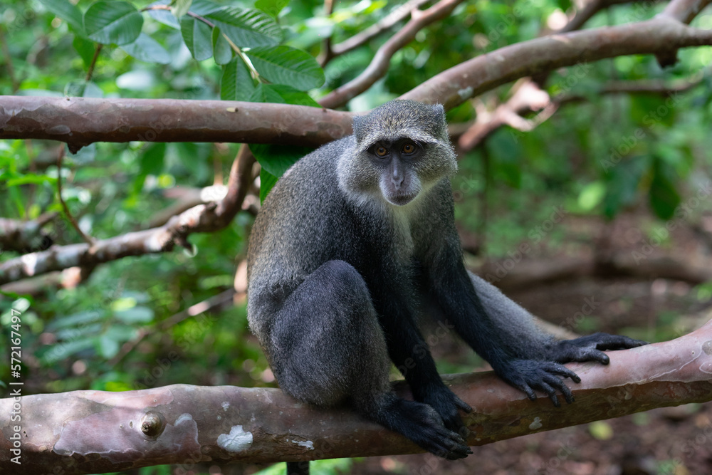 Obraz premium Jozani Forest is a nature reserve in Zanzibar that's home to endemic monkey species, including the red colobus monkey. Visitors can watch these playful creatures swing through the treetops. 