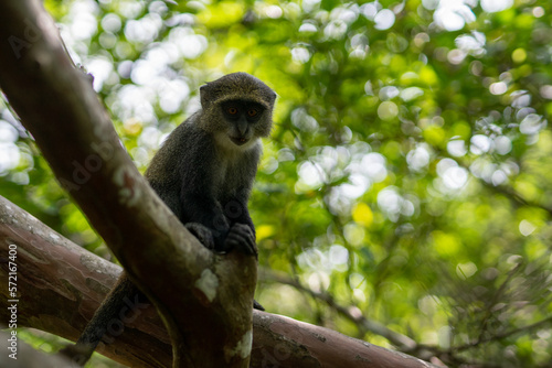 Jozani Forest is a nature reserve in Zanzibar that's home to endemic monkey species, including the red colobus monkey. Visitors can watch these playful creatures swing through the treetops. 