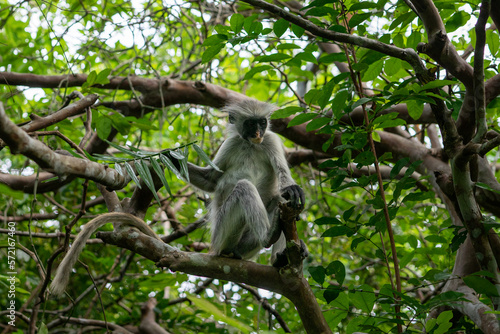 Jozani Forest is a nature reserve in Zanzibar that's home to endemic monkey species, including the red colobus monkey. Visitors can watch these playful creatures swing through the treetops.  © Sebastian