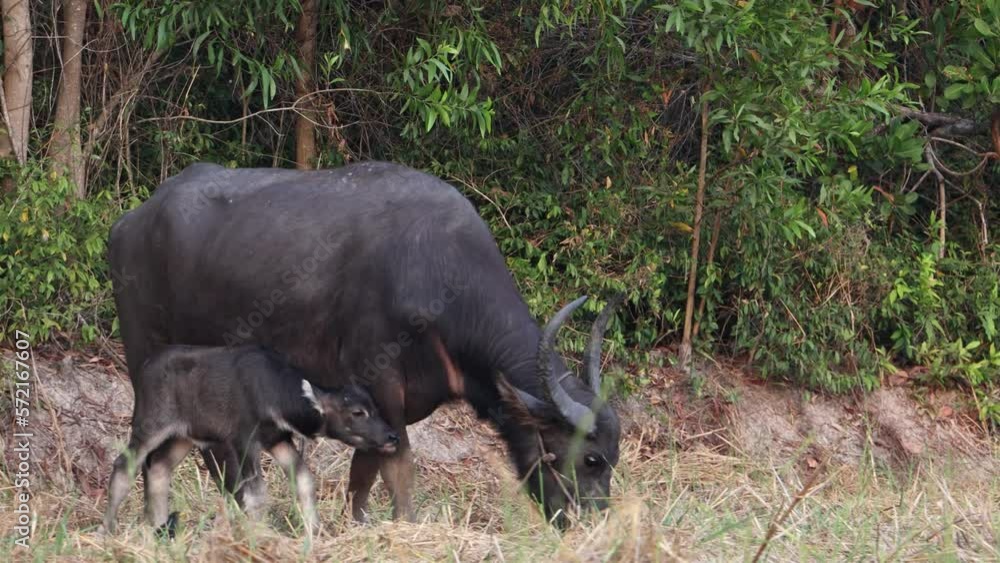 A water buffalo with a calf with a bird jumping on its body A water buffalo with a calf with a bird jumping on its body