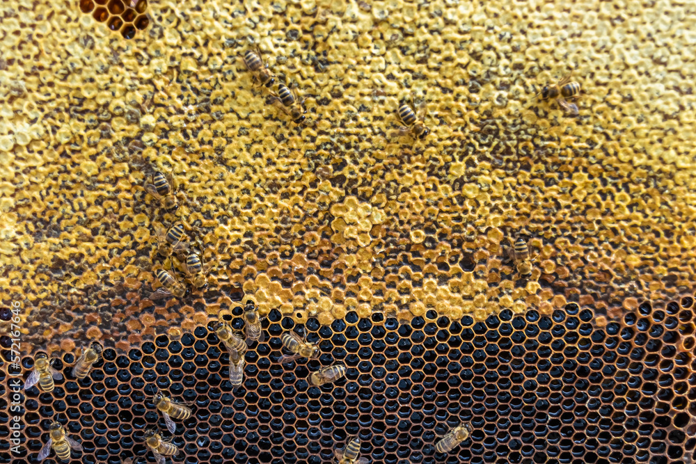 Abstract hexagon structure is honeycomb from bee hive filled Abstract hexagon structure is honeycomb from bee hive filled