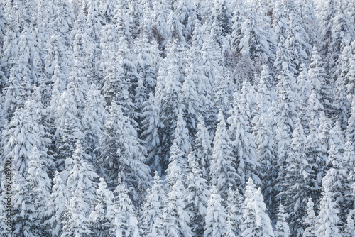 White snow on frozen tree forest natural winter background