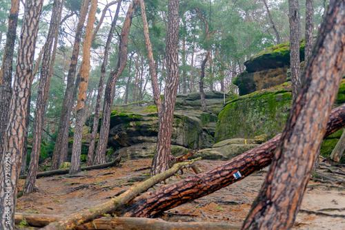 Obraz na płótnie Knocked down trees in the forest. Nature park, mountain trail, landscape, greenery, hike. w salonie