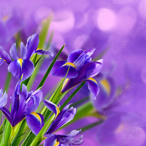  beautiful festive flowers on colorful background