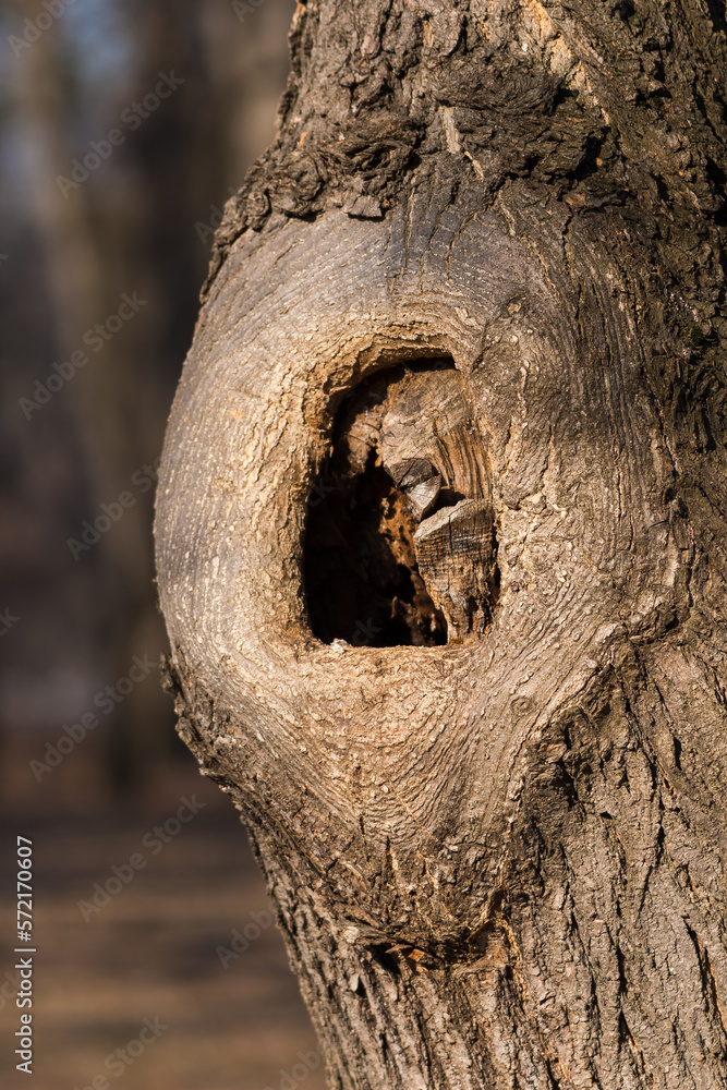 Fototapeta premium A Hollow in an Old Tree Surrounded by the Circular Shape of the Bark and Warmed by the Winter Sun