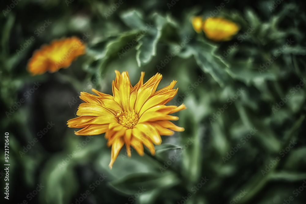 yellow flower in the garden yellow flower in the garden