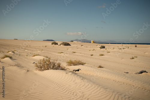 Beautiful desert landscape of a white sand beach, with desert plants. Fuerteventura, Canary Islands, Spain
