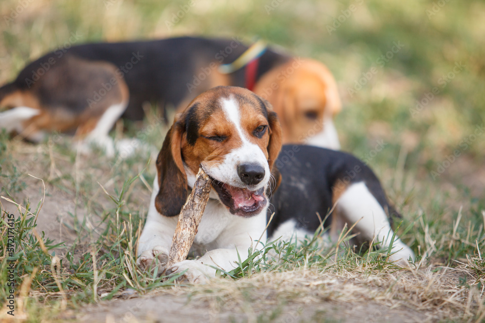 beagle dog on grass biting a stick