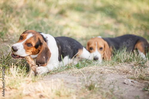 beagle dog on grass biting a stick