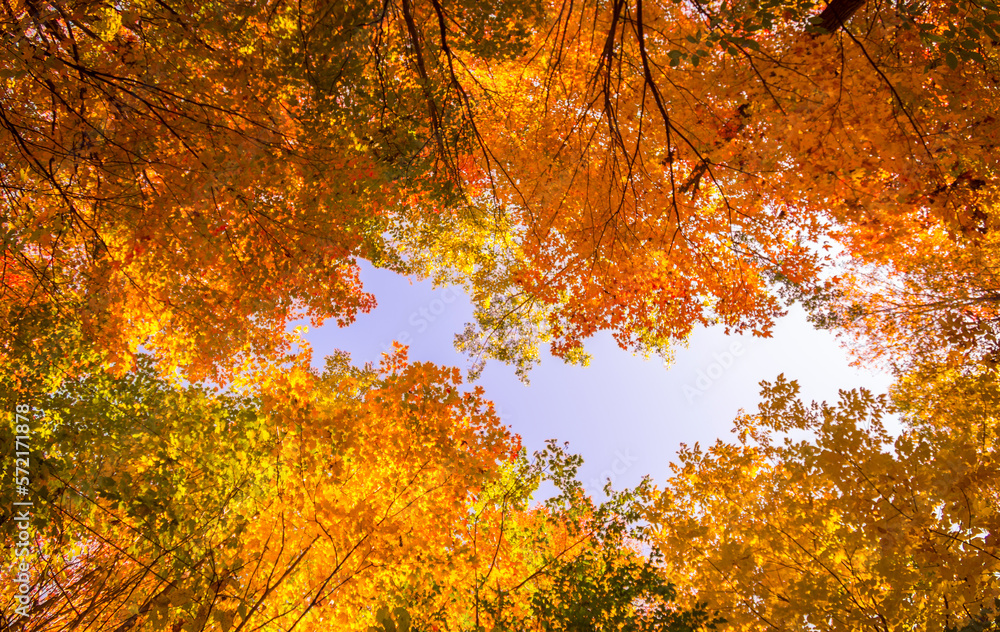 Canadian forest ceiling during Indian summer Canadian forest ceiling during Indian summer